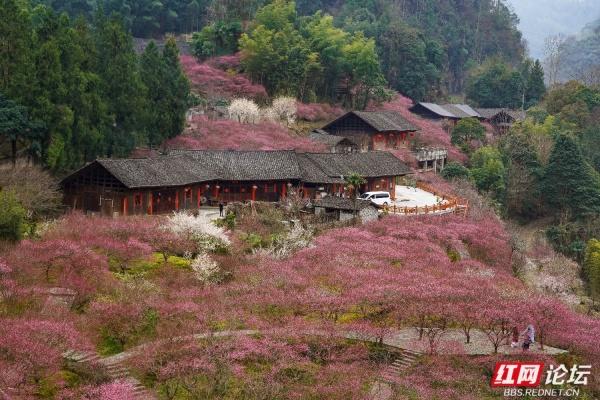 【赴春之约】晨雾漫过青瓦，胭红缀满春山
