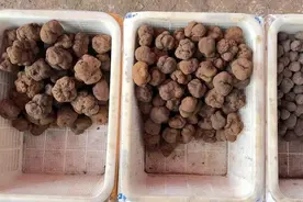 黑松露每公斤220元至650元！木水花松露、天麻上市图片