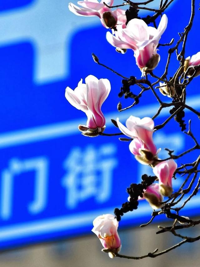 不愧是洛阳，连街名都是“细糠”！