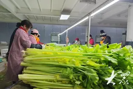 新春走基层 | 平度马家沟芹菜基地开工，名牌农产品迎来“开门红”图片