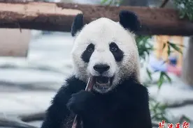 赏花泡澡、竹子自助，大熊猫“武林”“盟盟”在汉解锁五星级度假生活图片