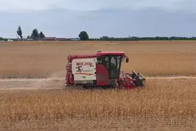 宁夏彭阳：冬小麦开镰收割图片