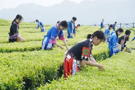 湖北茶产业创新出圈图片
