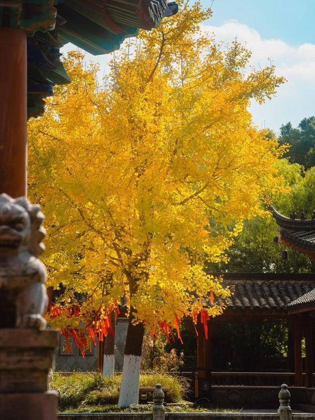 秋日限定“双骄”：从赏到玩转的完整攻略！