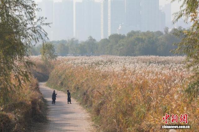 湖北武汉：芦荻花开引人入胜