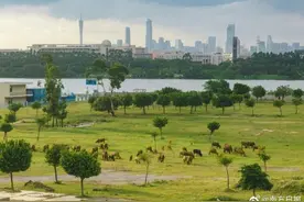 韦帕台风眼已打开，广州塔暂停开放图片