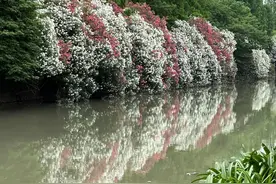 一片花海倒映水中，犹如蜿蜒十里！就在闵行这儿图片