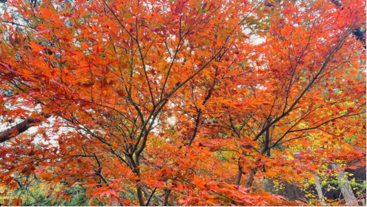 畅游青岛 文明相伴｜山海披红装，崂山进入高饱和度的秋天！