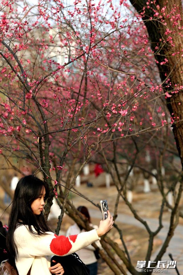 梅花满枝头，赏花打卡正当时｜组图