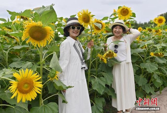 吉林长春：向日葵盛开吸引游客
