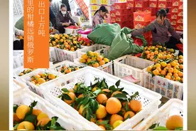出口上万吨！这里的柑橘远销俄罗斯｜在云南样样好图片