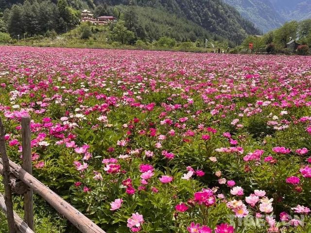 秘境色龙，川西桃源静待花开