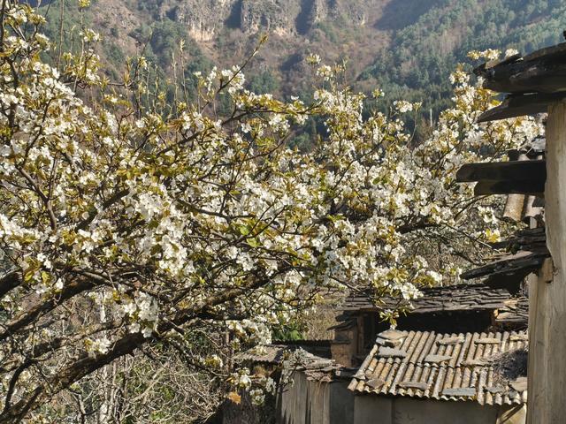 梨花漫山野 春城自飘香 | 东川区：两处赏花秘境各有风姿