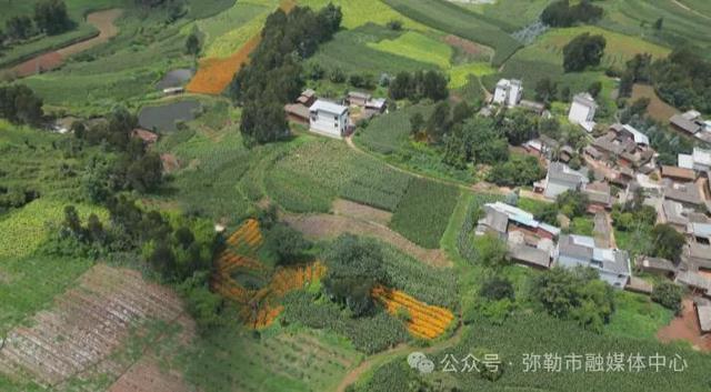弥勒这花海美景又上线了！产值数千万元