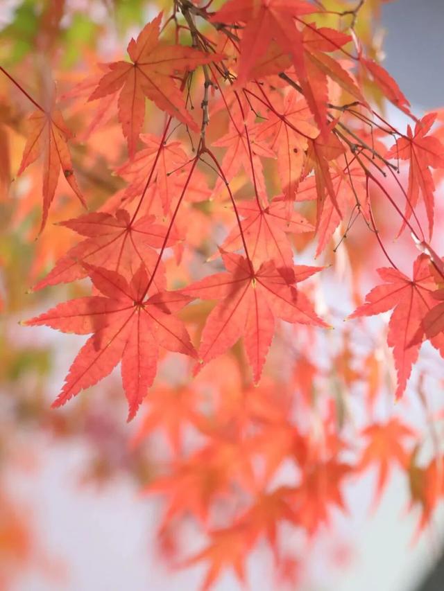 想你的“枫”，红了！终于红了！