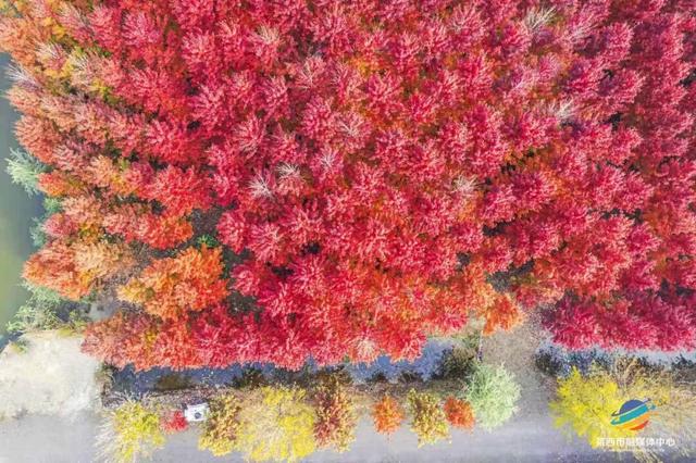 莱西市第十届红枫嘉年华正式拉开帷幕！