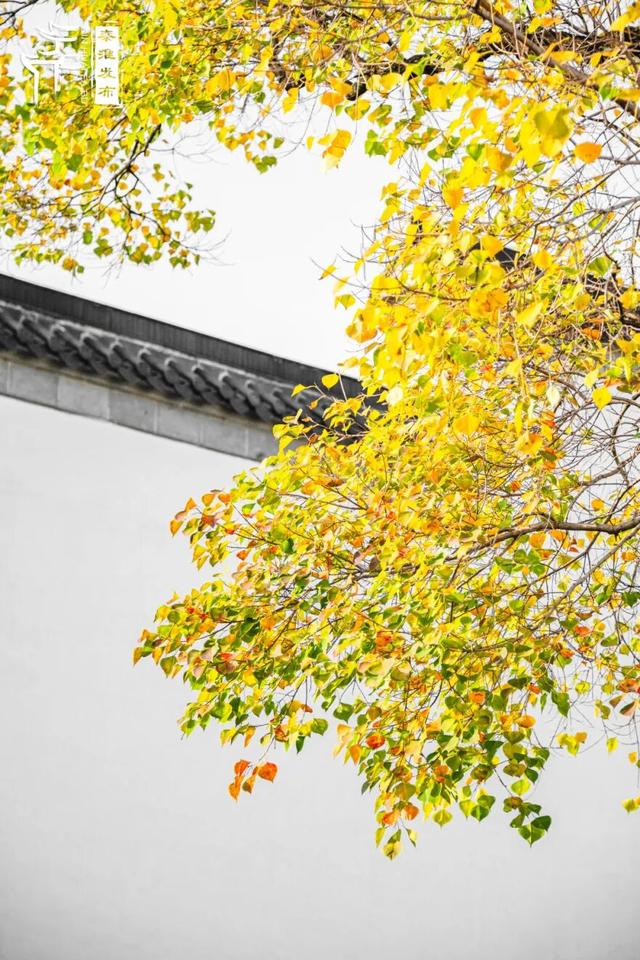 秦淮花事｜乌桕斑斓，半城秋色入画来