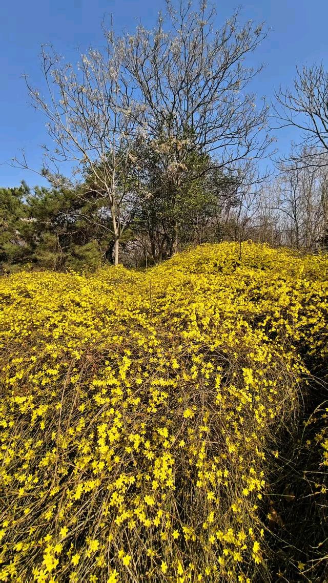 春信｜误入迎春花谷，​整个世界瞬间明媚灿烂