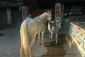 大半夜，杭城街头惊现两匹白马……网友：这真的很“马”路图片