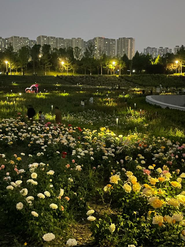 郑州8个适合傍晚散步、放松的好地方推荐→