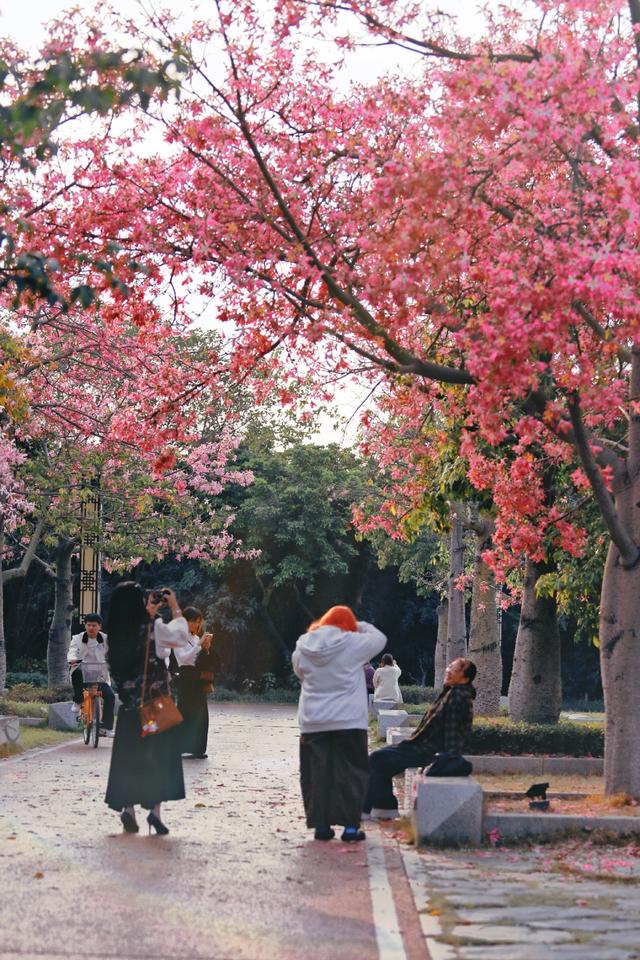 新晋打卡点！泉州市区这些限定“花海”全都美翻了……