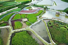 膏肥蟹黄！金秋时节， 来保山镇安品尝大龙蟹图片