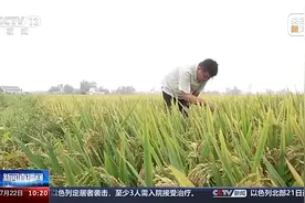 新农人跨省、非洲留学生跨国 种地种出“大学问”图片