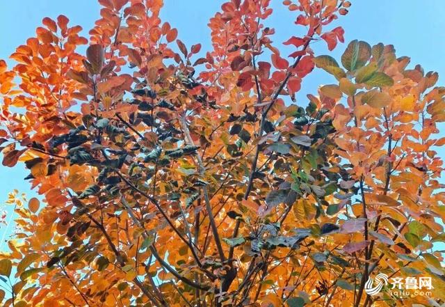 组图丨一大波美图来袭！泰山景区9个赏秋地超出片