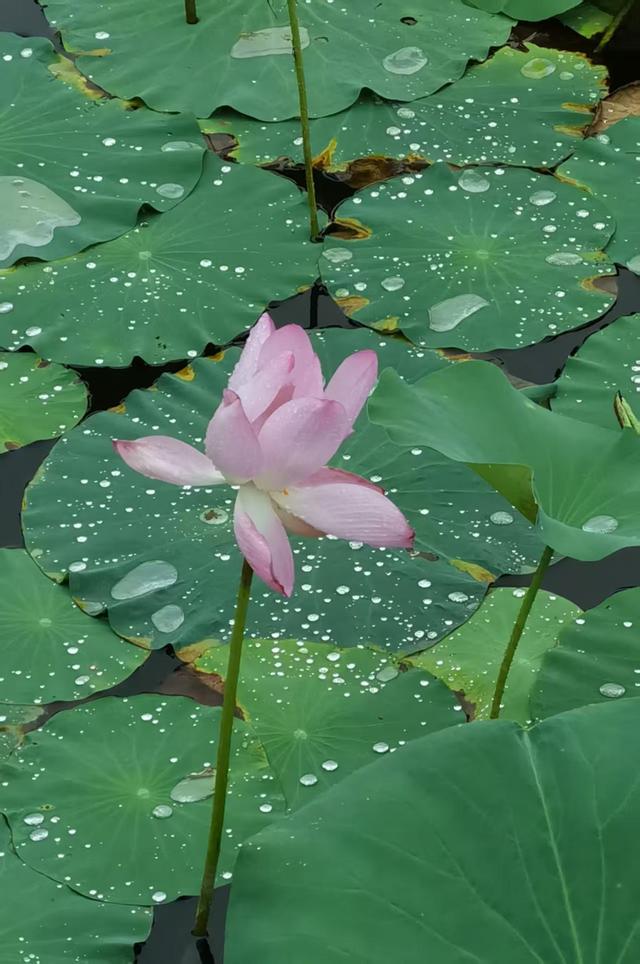 北京：雨中听荷，邂逅夏日清欢