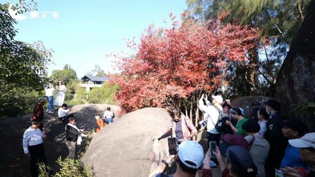 不必北上也能赏红叶？厦门这处打卡点火了！园方紧急提醒→