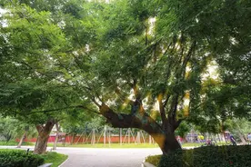 济南槐荫：一座充满独特气质的文化之城图片