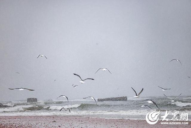 四季予你｜烟台：雪舞海畔，海鸥争涛