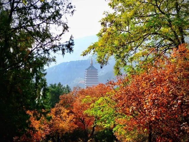 北京号最精彩 | 季节限定！京城校园的秋景盛宴来了