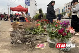 荷塘区仙庾镇：乡村集市花卉苗木生意火了图片
