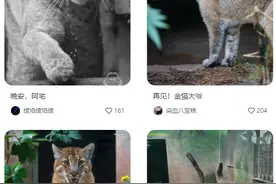 “阿宅”走了！比大熊猫还珍贵？图片