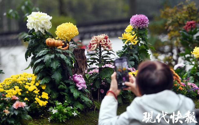秋日限定浪漫！南京中山植物园菊展上线