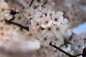 好景山东·赛诗卉｜威海樱花大道迎来花期，市民共赏春日浪漫美景图片