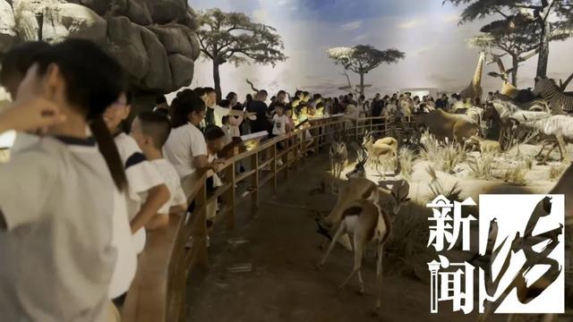 上海自然博物馆内多名儿童翻越禁区，家长还在旁鼓励？志愿者：曾有活体被摸死