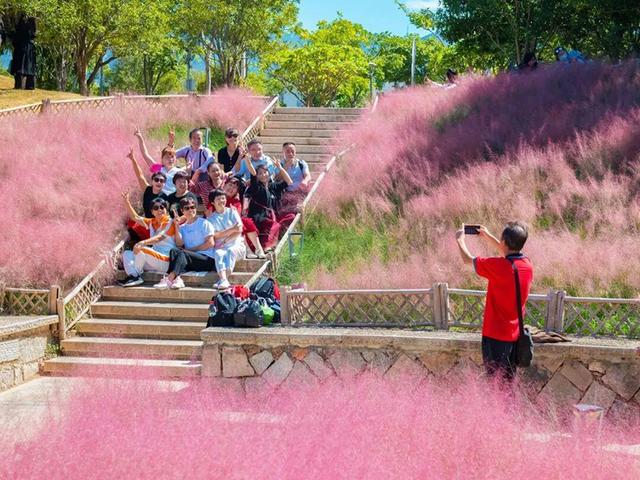成片粉黛乱子草花海梦幻上线！这些公园火了！