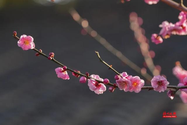 绝美！福州鼓山梅花开了！