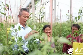 小番茄长成大产业，潍坊昌乐振兴路上“柿”不可挡图片
