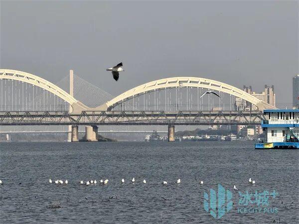 群鸥竞舞松花江 秋日暖阳绘美景