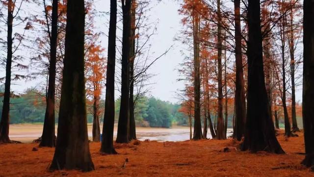 把冬天拍成油画！上饶这片水杉林，氛围感直接拉满