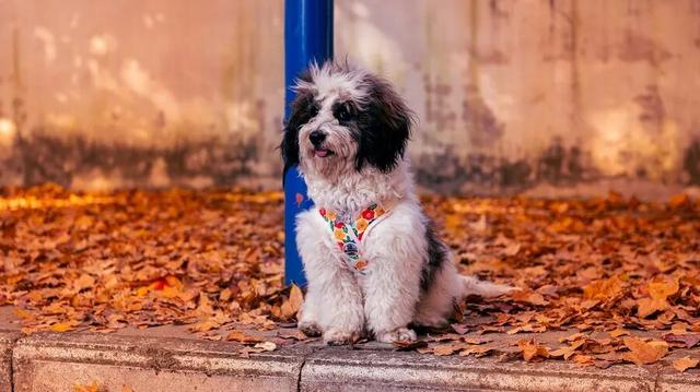 砚山枫叶街：“落叶缓扫”绘就冬日童话 网红街区引八方游客打卡