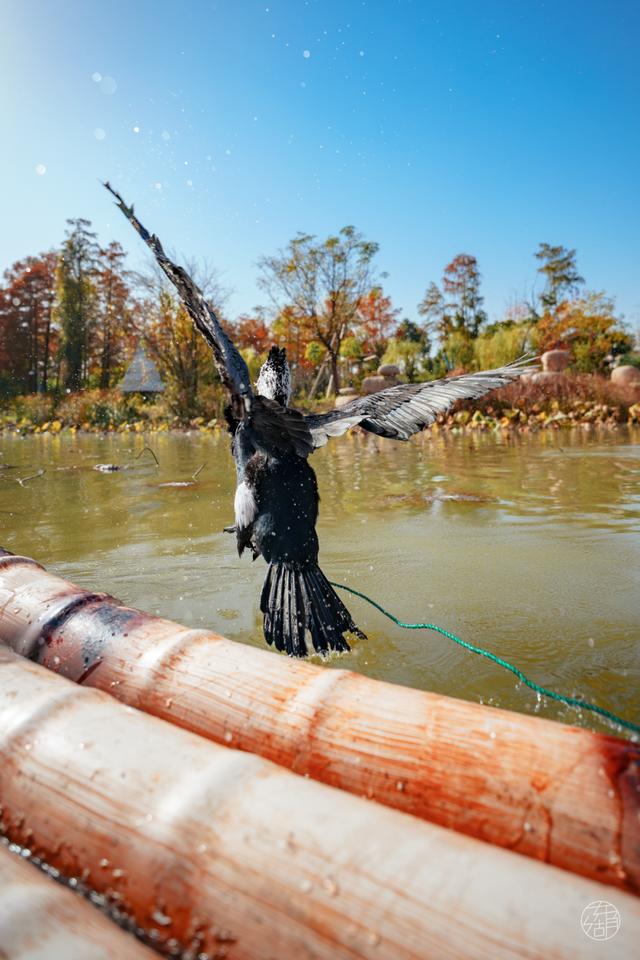 大雁伴飞、鱼鹰伴游，东湖生境雁岛全攻略来了！
