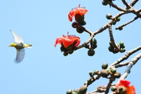 科技养护百年老树，广州市人民公园“最老”木棉提前两个月开花图片
