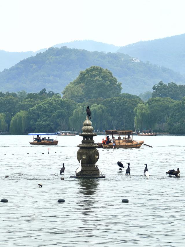 晚潮｜三潭石塔观鸬鸟