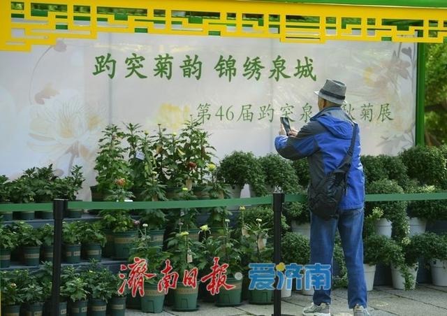 一年四季 泉在济南丨泉水与菊香为伴！趵突泉菊展静待绽放