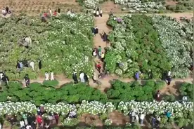 “赏花+”“村超”“体育+”“夜游+” 文旅消费“多点开花”激活经济热引擎图片