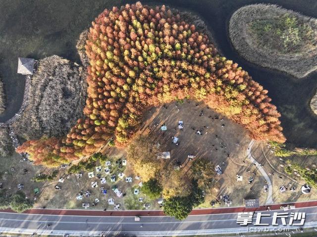 美不胜收！长沙县藏着一个五彩斑斓的秋丨组图